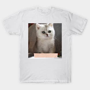 Saba cute cats T-Shirt